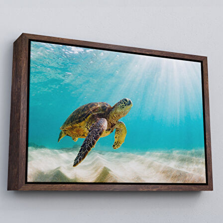 Altın Çerçeveli Caretta Caretta Dekoratif Kanvas Tablo