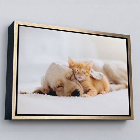 Beyaz Çerçeveli Golden Köpek İle Uyuyan Yavru Kedi Dekoratif Kanvas Tablo