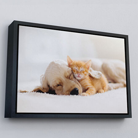 Siyah Çerçeveli Golden Köpek İle Uyuyan Yavru Kedi Dekoratif Kanvas Tablo