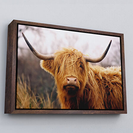 Beyaz Çerçeveli Amerikan Yayla İneği Kanvas Tablo