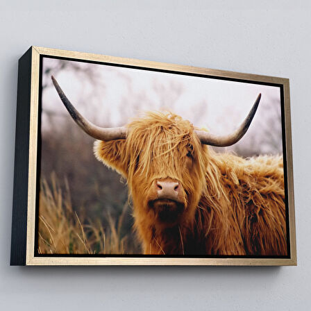 Beyaz Çerçeveli Amerikan Yayla İneği Kanvas Tablo