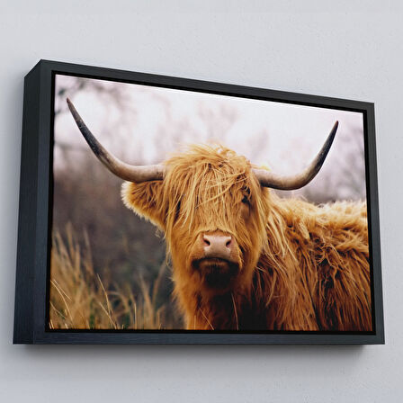 Beyaz Çerçeveli Amerikan Yayla İneği Kanvas Tablo