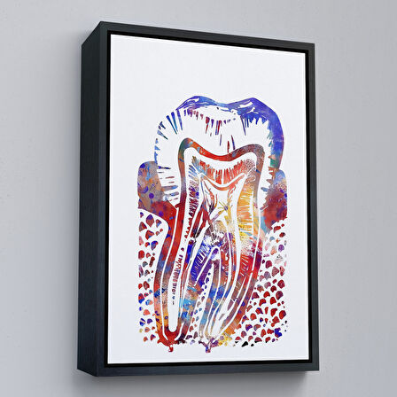 Siyah Çerçeveli Suluboya Diş Anatomisi Tablosu