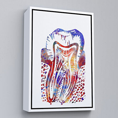 Siyah Çerçeveli Suluboya Diş Anatomisi Tablosu