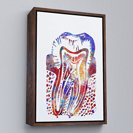 Siyah Çerçeveli Suluboya Diş Anatomisi Tablosu