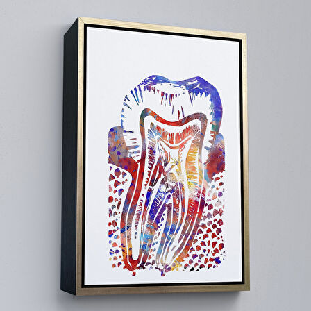 Siyah Çerçeveli Suluboya Diş Anatomisi Tablosu