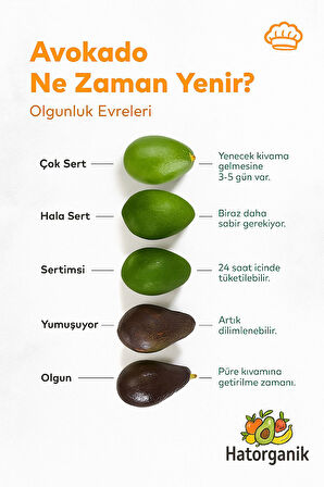  AVOKADO DALINDAN YENİ TOPLANMIŞ GÜNLÜK TAZE 3 KG 