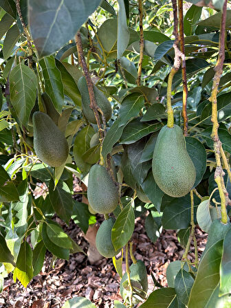  AVOKADO DALINDAN YENİ TOPLANMIŞ GÜNLÜK TAZE 3 KG 