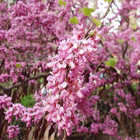 2 Yaş Erguvan Fidanı 'Cercis Chinensis'