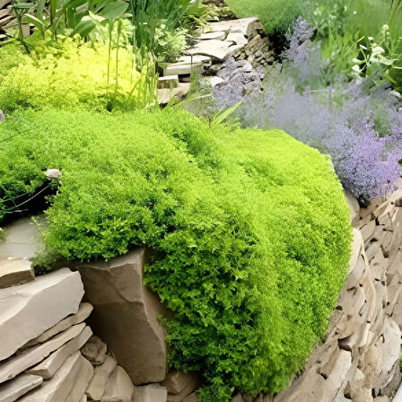 Yayılıcı Goldy Aromatik Kekik Fidesi (1 Adet)