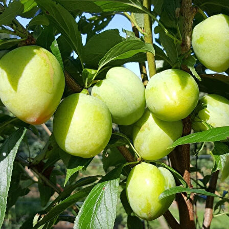 Bal Küpü Tüplü Dışı Yeşil İçi Turuncu Yarı Bodur Selection Erik Fidanı