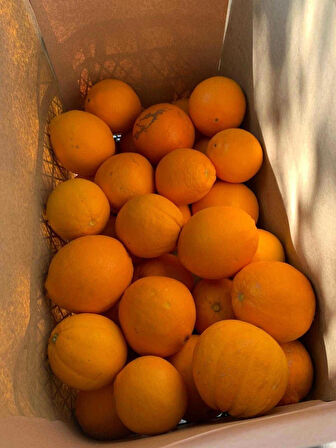 Valensiya Portakalı (Yemelik-Sıkmalık) 10 Kg