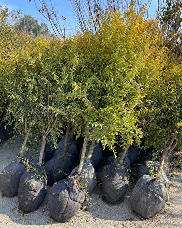 5 Yaş Deve Dişi Nar Fidanı 'Rootball'