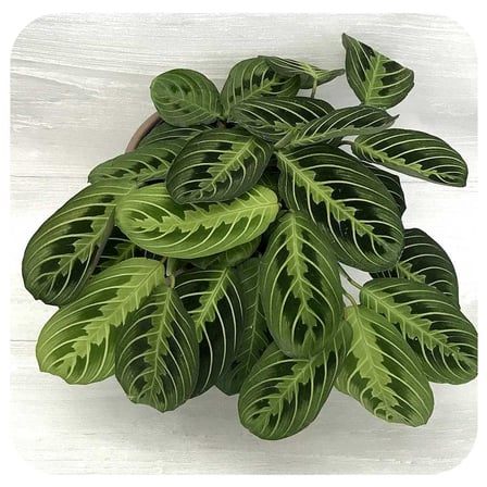 Maranta (12 Cm Saksıda)