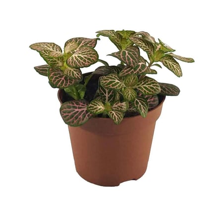 Fittonia Pereus (Pembe-Yeşil Yapraklı) - Sinir Bitkisi - 8,5 Cm Plastik Saksıda