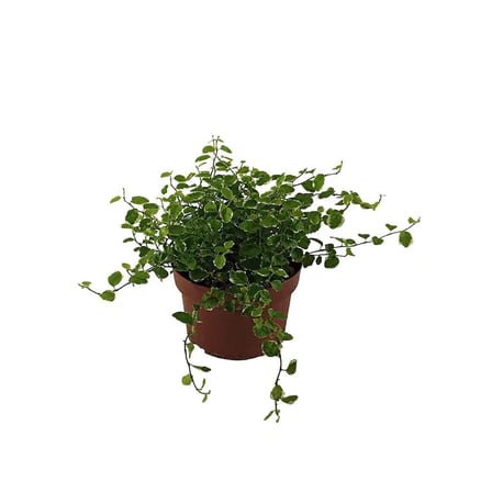 Ficus Pumila (12 Cm Saksıda)