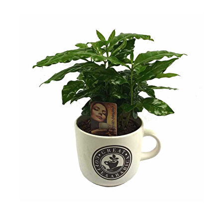 Beyaz Seramik Saksıda Coffea Arabica (12 Cm Saksıda)