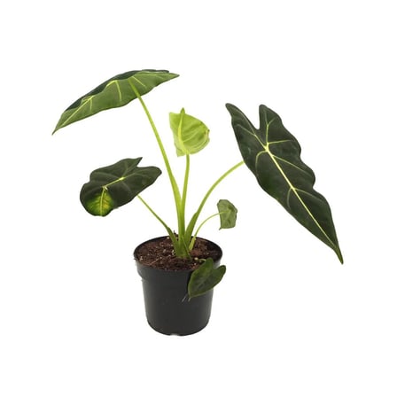 Alocasia Micholitziana 'Frydek' (14 Cm Saksıda)