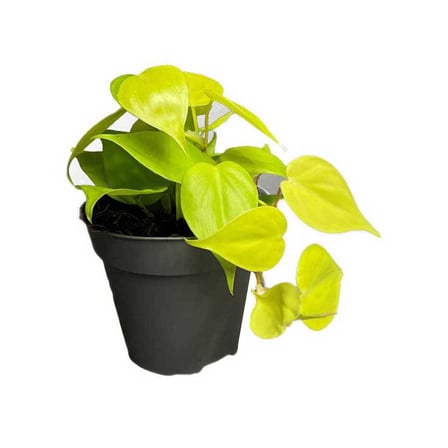 Philodendron Scandens Lemon (12 Cm Saksıda)