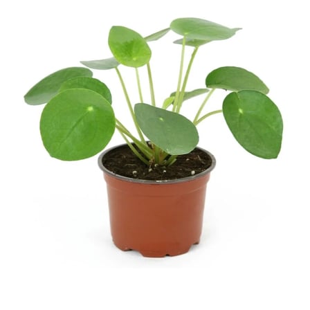 Pilea Peperomioides- Para Bitkisi (12 Cm Saksıda)