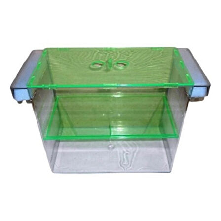 İki̇li̇ Yavruluk Dev Cichled Kardelen