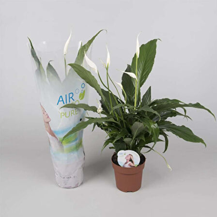 Spathiphyllum - Barış Çiçeği-13 Cm Plastik Saksıda