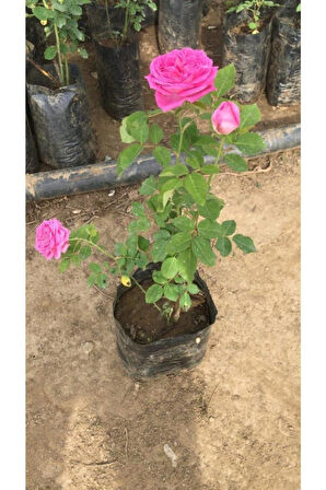 Gerçek Isparta Gülü Fidanı 10-20 cm