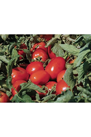 Domates Dikim Öncesi Sıvı Taban Gübresi 5 kg