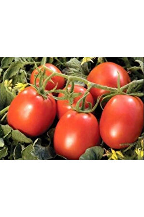 Domates Coşturan Gübre 20 Kg