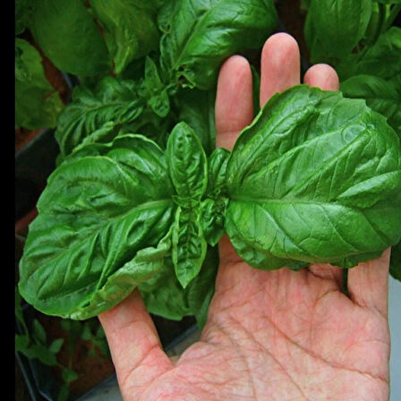 Geleneksel Ata Tohumları Large Leaf Marul Yapraklı  Fesleğen Tohumu (250 tohum)