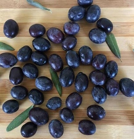 Koleksiyonluk Nadir Çeşit Soğuklara Dayanıklı Sofralık Butko Zeytin Fidanı