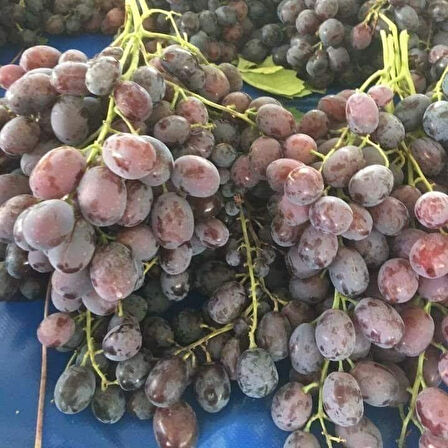 Geleneksel Çok İri Taneli Kırmızı Mor Renkli İri Salkımlı Tüplü Hönüsü Üzüm Fidanı