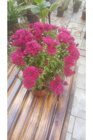 Kasımpatı Krizantem, (Chrysanthemum) Çiçeği Pembe 10-20 cm
