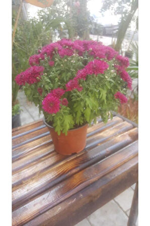 Kasımpatı Krizantem, (Chrysanthemum) Çiçeği Pembe 10-20 cm