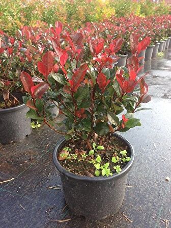 Alev Ağacı (Phitonia Red Robin)