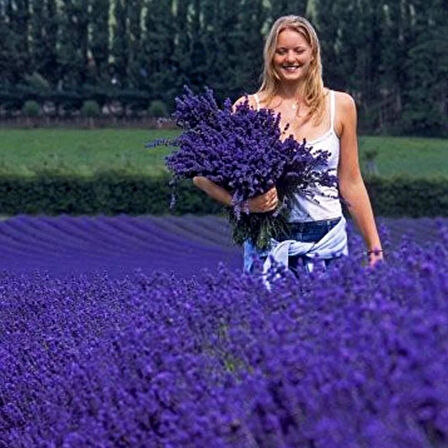 Ata Tohumları Geleneksel Lavandula Angustifolia Lavanta Çiçeği Tohumu(50 adet)