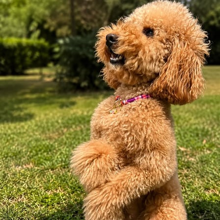 JesSpecial Mor İp Kedi Köpek Kolyesi Altın Kaplama
