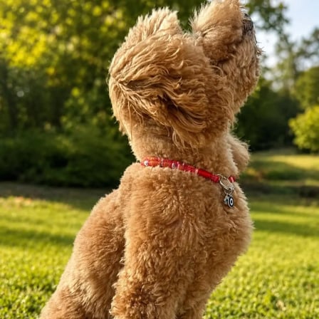 JesSpecial Kırmızı İp Kedi Köpek Kolyesi Gümüş Renk