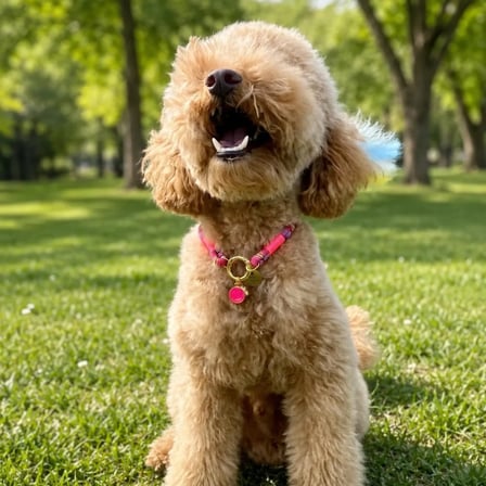 Pembe İp Kedi Köpek Kolyesi Altın Kaplama