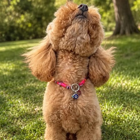 Pembe İp Kedi Köpek Kolyesi Gümüş Renk