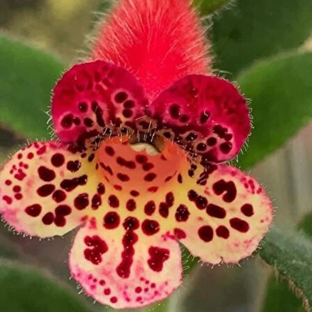 Koleksiyonluk Srg's Black Jack  Kohleria Japon Küpelisi Çiçeği Fidesi (Mini Potta)