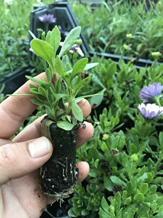 Çok Yıllık Erato Double Yellow Katmerli Bodrum Papatyası Çiçeği Fidesi (1 adet)