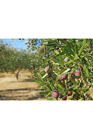 Zeytin Yaprak Gübresi 5 kg