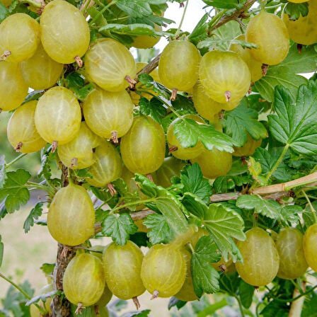 Tüplü Ribes Uva Crispa Sarı Meyveli Bektaşi Üzüm Fidanı