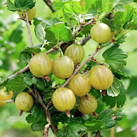 Tüplü Ribes Uva Crispa Sarı Meyveli Bektaşi Üzüm Fidanı