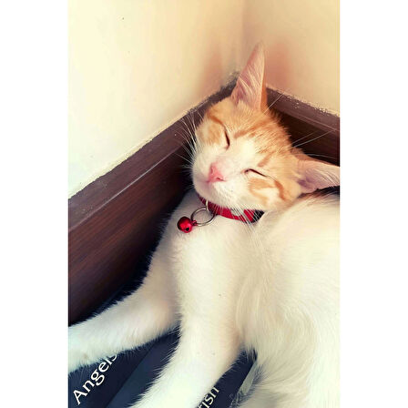 MARSİLYAN- 1.5 cm Deri Zilli Kedi Tasması - NPC010