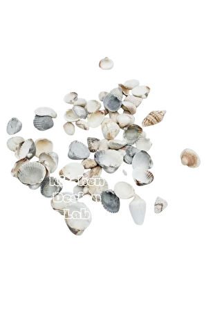 Doğal Deniz Kabuğu Ev Dekorasyon Natural Akvaryum Teraryum Fanus Süsleme Deniz Kabukları 200 Gram