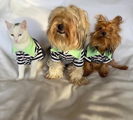 Grass Hopper Stripe Polo Yaka Tişört Kedi Kıyafeti  Kedi Elbisesi