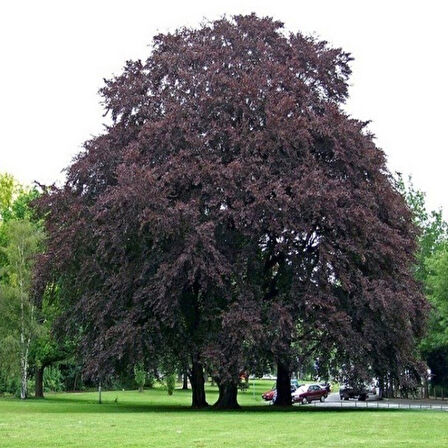 Kan Kayını Fagus Kış Şartlarına Dayanıklı Dayanıklı Kırmızı Yapraklı Kayın Ağacı Fidanı