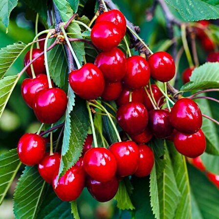 İri Kalp Şeklinde Meyveleri Olan Tüplü Kendine Verimli Sweet Heart Kiraz Fidanı